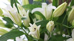 В Челябинске входит в моду дарить женщинам ветки вместо цветов