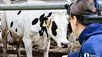 Животноводов Челябинской области поддержат новыми льготными кредитами