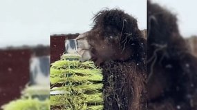 В Челябинском зоопарке на видео попал облизывающий железо верблюд