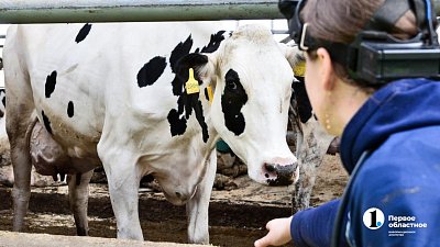 Животноводов Челябинской области поддержат новыми льготными кредитами