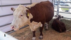 Челябинская область возглавила рейтинг УрФО по инвестиционной емкости АПК