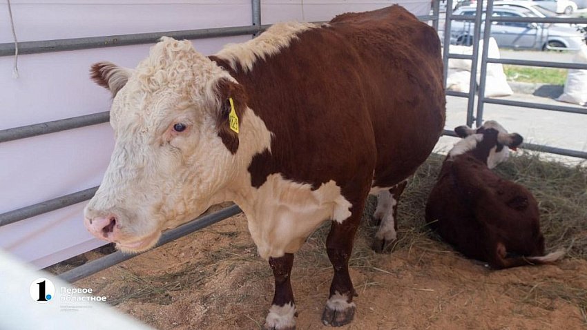 Челябинская область возглавила рейтинг УрФО по инвестиционной емкости АПК