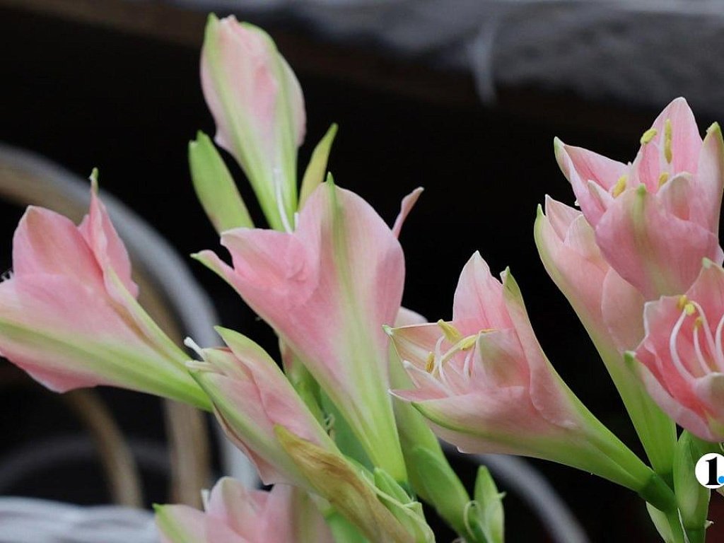 Более 2 млн цветов из Китая привезли в Челябинскую область к 8 Марта