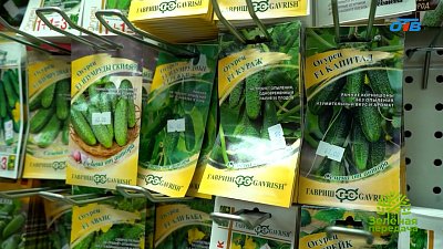 Как подобрать идеальные сорта огурцов для вашего урожая