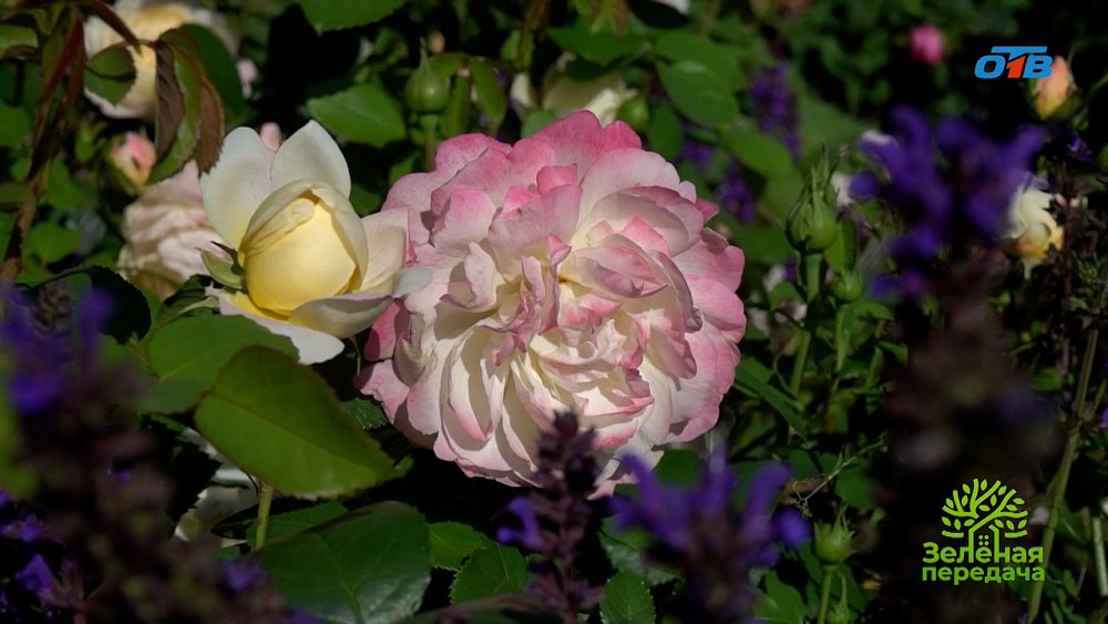 Искусство цветовых сочетаний в вашем саду