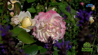 Искусство цветовых сочетаний в вашем саду