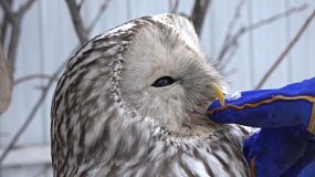 Семейная пара из Снежинска приютила двух сов