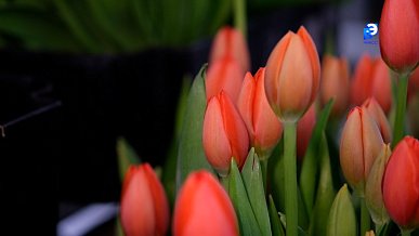 Телефакт от 05.03.2026