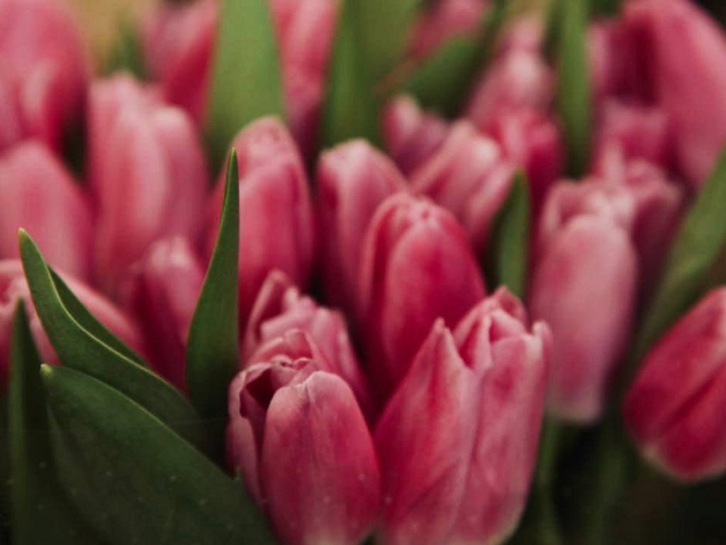 Что делать, чтобы букет на 8 Марта не завял на следующий день