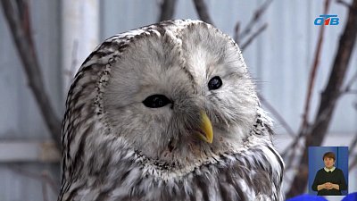 Семья из Снежинска приютила сов