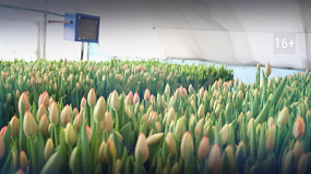 В Челябинскую область привезли 185 тонн цветов