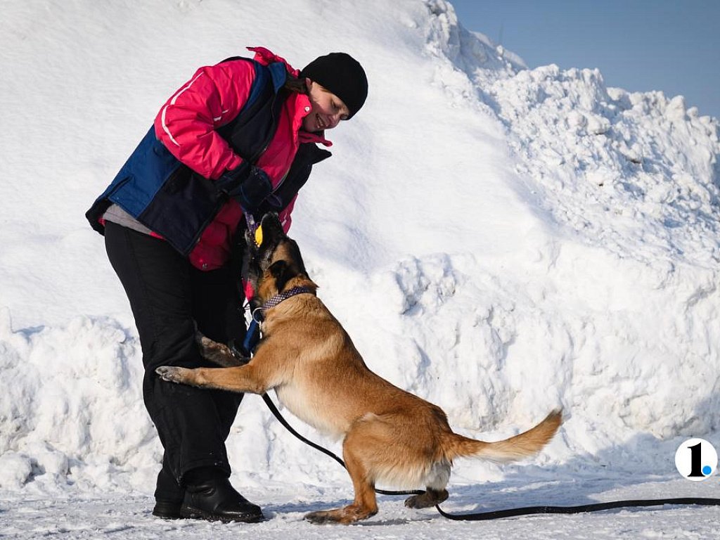 В Челябинске готовят служебных собак для работы в зоне СВО