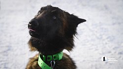 В Челябинске готовят служебных собак для работы в зоне СВО