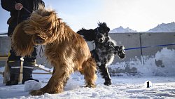 В Челябинске готовят служебных собак для работы в зоне СВО