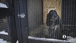 В Челябинске готовят служебных собак для работы в зоне СВО