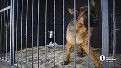 В Челябинске готовят служебных собак для работы в зоне СВО