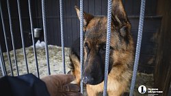 В Челябинске готовят служебных собак для работы в зоне СВО