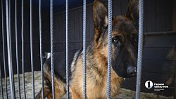В Челябинске готовят служебных собак для работы в зоне СВО