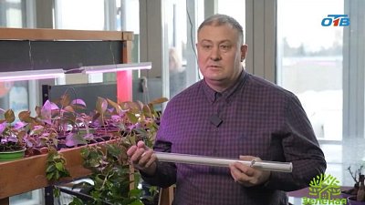 Рассада в марте: как досвечивать полезно и выгодно