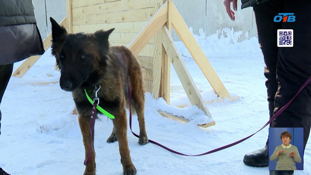 Как работают южноуральские собаки-спасатели