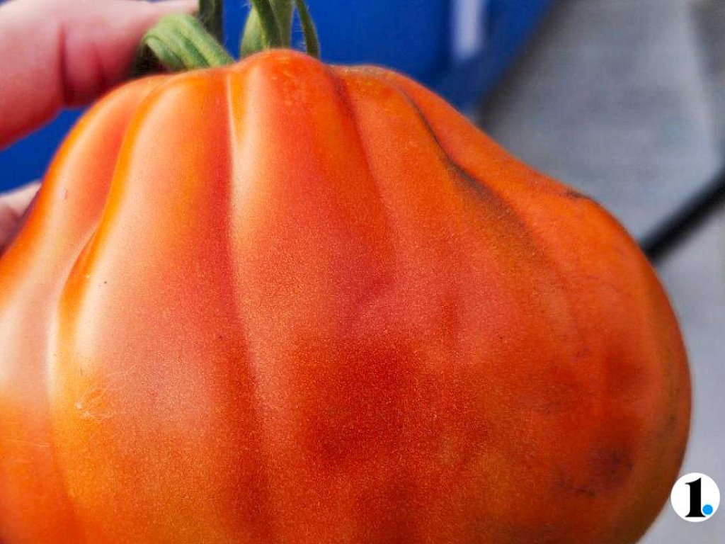 Рассада в марте: когда лучше сеять томаты и как правильно досвечивать растения