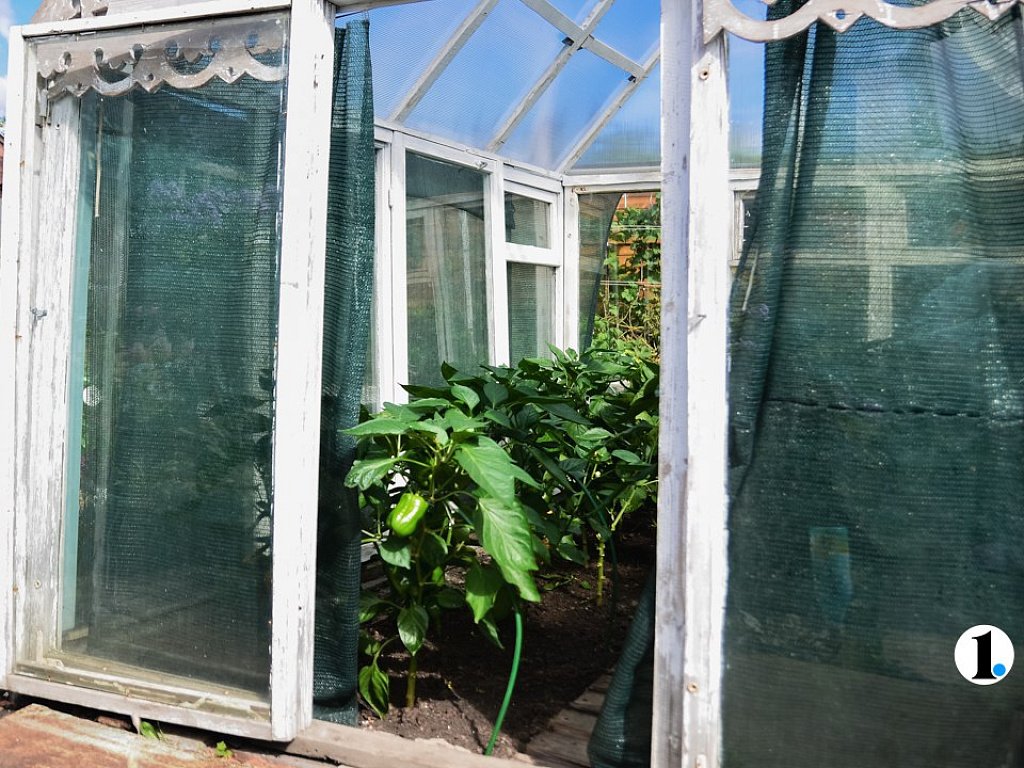 Когда сажать перец на рассаду в марте: оптимальные сроки и советы по уходу