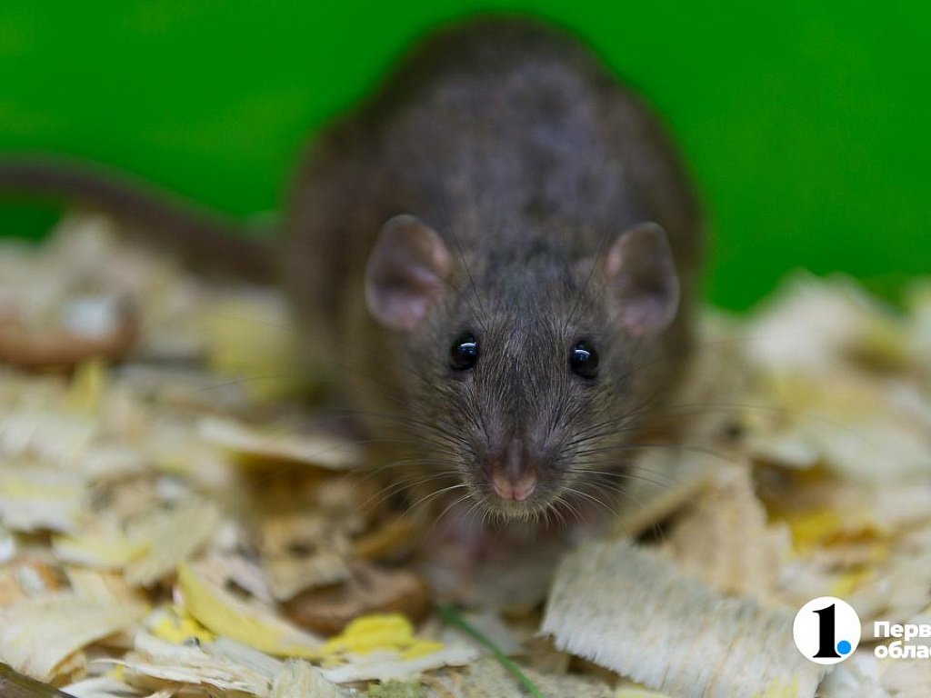 Ученые ЮУрГУ доказали, что поддержка друзей побеждает страх и депрессию