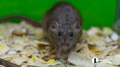 Ученые ЮУрГУ доказали, что поддержка друзей побеждает страх и депрессию