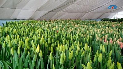 В Челябинскую область привезли 185 тонн цветов