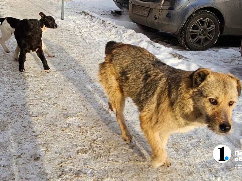 Хозяйка кусачей собаки на Урале выплатит моральный вред пострадавшему от нападения ребенку