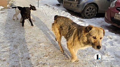 Хозяйка кусачей собаки на Урале выплатит моральный вред пострадавшему от нападения ребенку