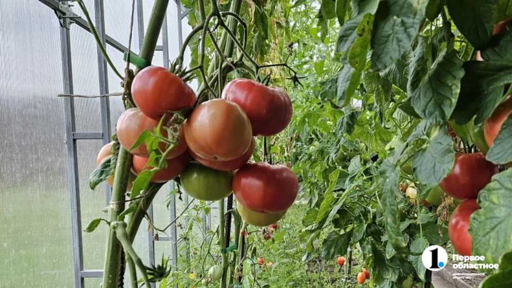 Когда сажать помидоры в марте 2026 года