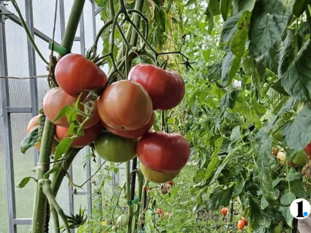 Когда сажать помидоры в марте 2026 года