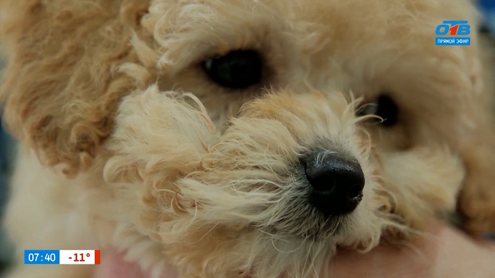 Дизайнерские породы в рубрике «Усы, лапы и хвост»