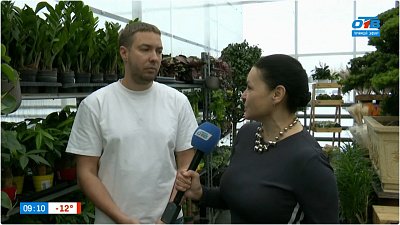 Узнаем, как правильно вырастить бонсай, в прямом включении