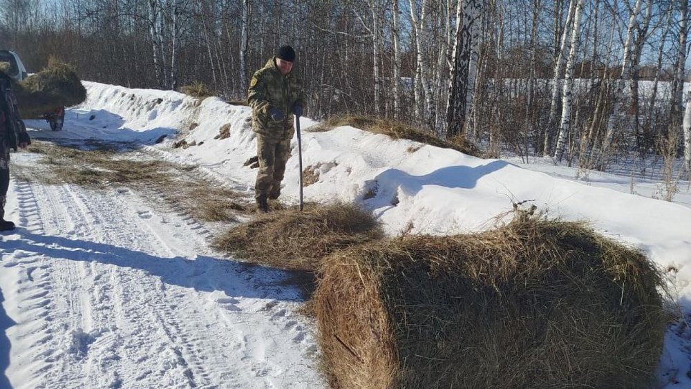 В Челябинской области из‑за непогоды организовали экстренную подкормку диких косуль