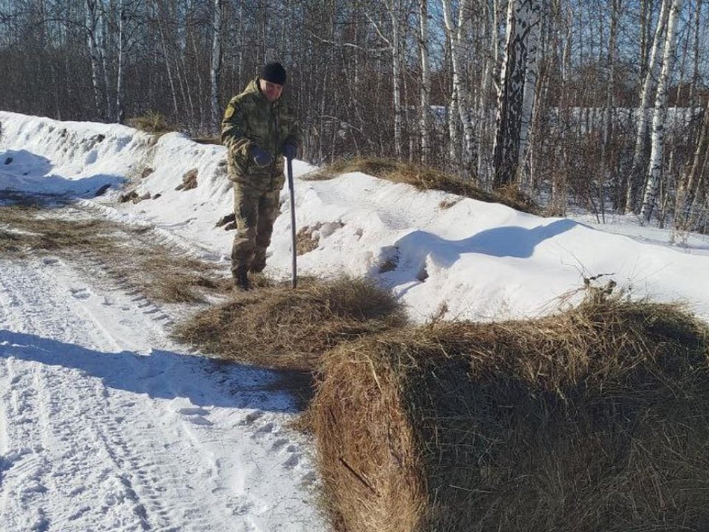 В Челябинской области из‑за непогоды организовали экстренную подкормку диких косуль