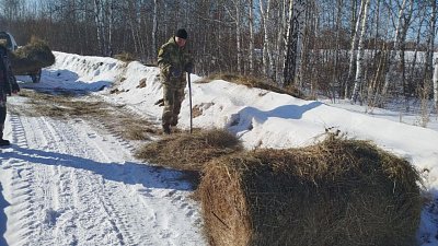 В Челябинской области из-за непогоды организовали экстренную подкормку диких косуль