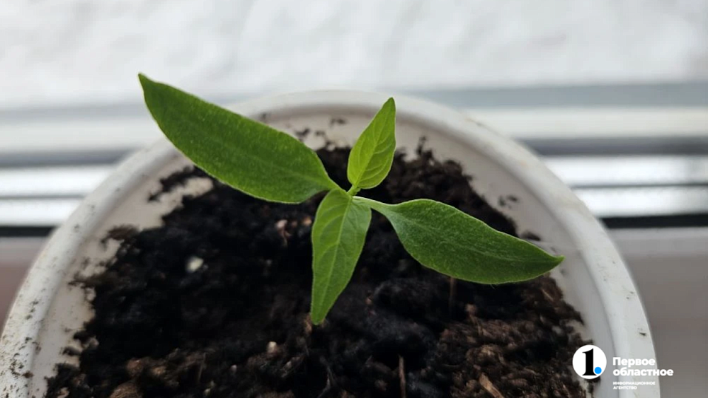 Сеем на рассаду в марте: достаем семена цветов, пряностей, томатов и других овощей