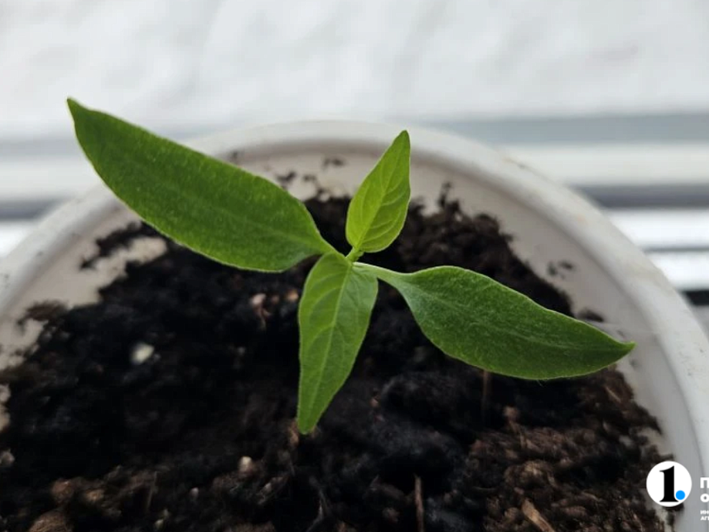 Сеем на рассаду в марте: достаем семена цветов, пряностей, томатов и других овощей