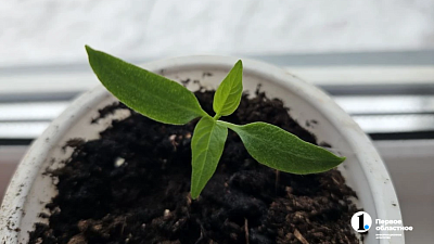 Сеем на рассаду в марте: достаем семена цветов, пряностей, томатов и других овощей