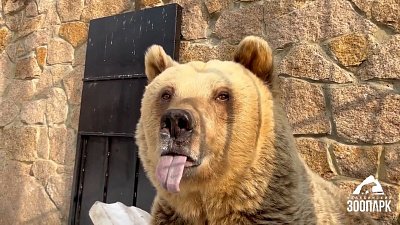 В Челябинском зоопарке после зимней спячки проснулись бурые медведи