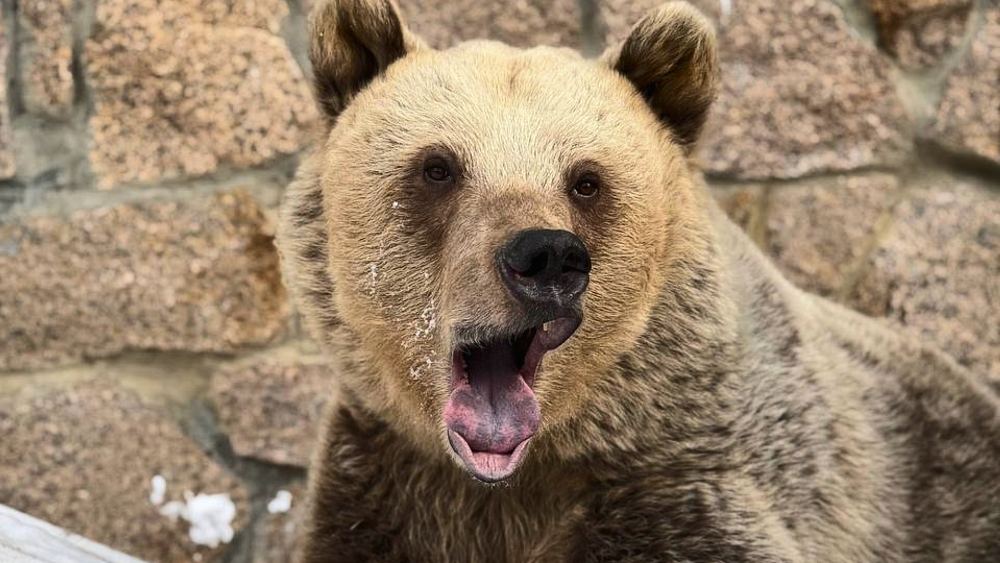 В челябинском зоопарке после зимней спячки проснулись медведи