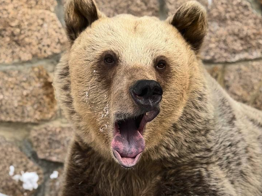 В челябинском зоопарке после зимней спячки проснулись медведи