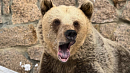 В челябинском зоопарке после зимней спячки проснулись медведи