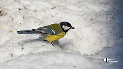 Свидетели последнего снега: мощная оттепель выгнала челябинцев в парки и скверы