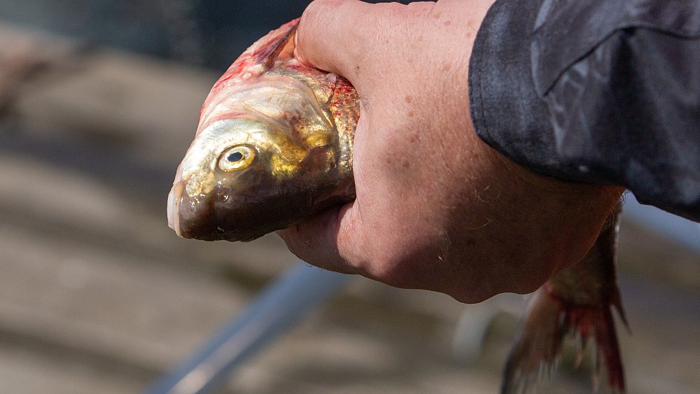 В Варненском районе идет самый массовый за последние годы замор окуня и чебака