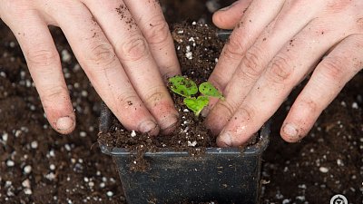 Аграрии Челябинской области смогут получить гранты на научные проекты