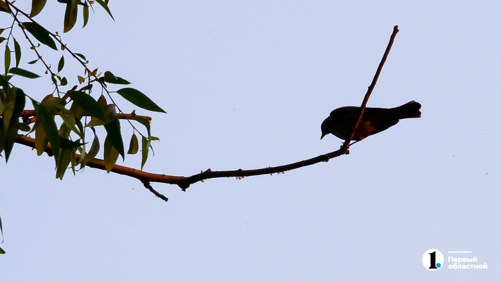 Челябинцам рассказали, что делать с упавшими на землю стрижами