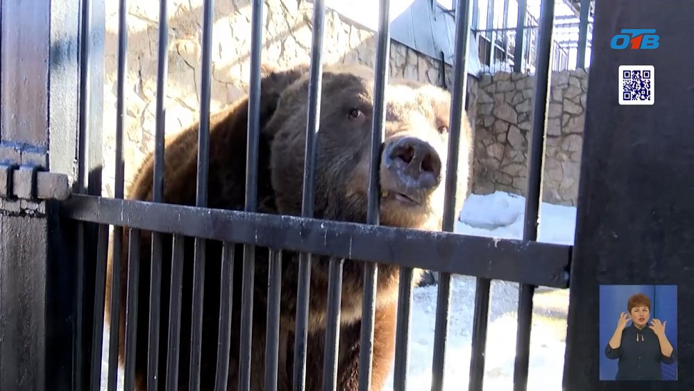В Челябинском зоопарке проснулись медведи